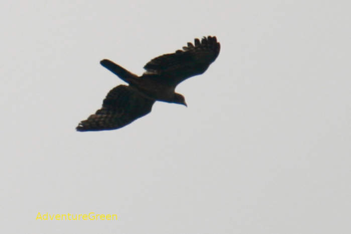 Oriental honey buzzard in Vietnam