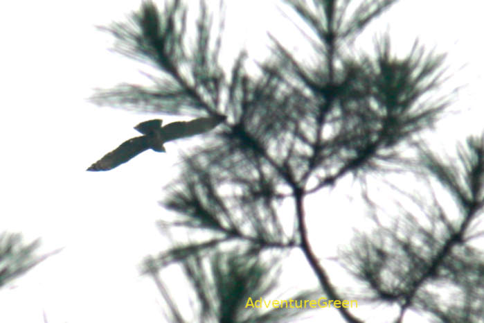 Oriental honey buzzard in Vietnam