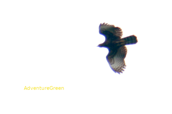Crested Honey Buzzard in Vietnam