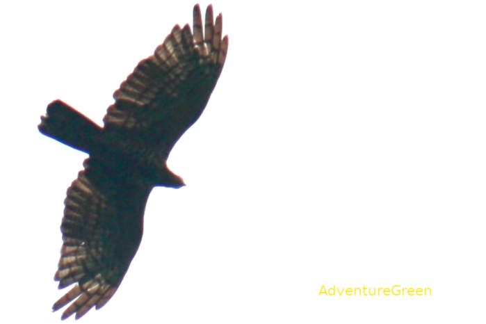 Crested Honey Buzzard in Vietnam