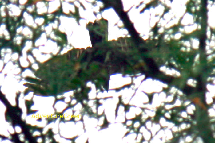 Crested Honey Buzzard in Vietnam