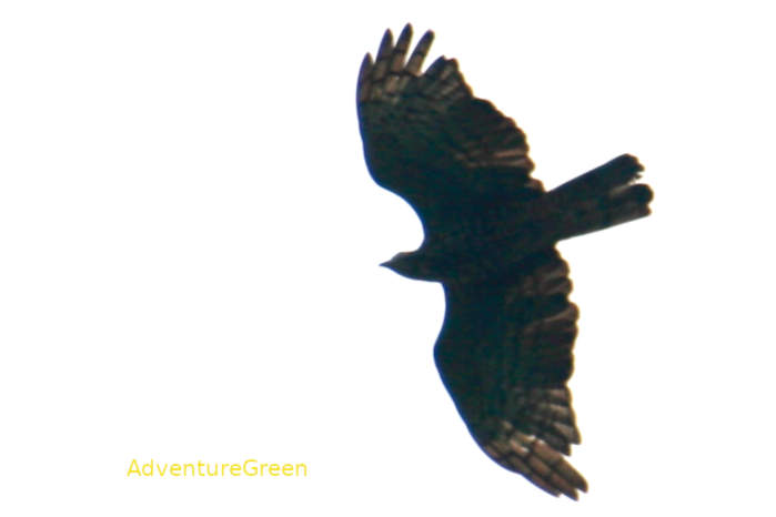 Crested Honey Buzzard in Vietnam