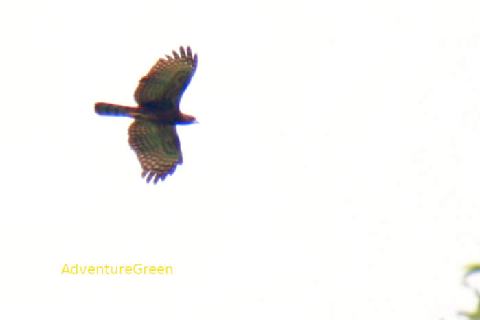 Oriental honey buzzard in Vietnam