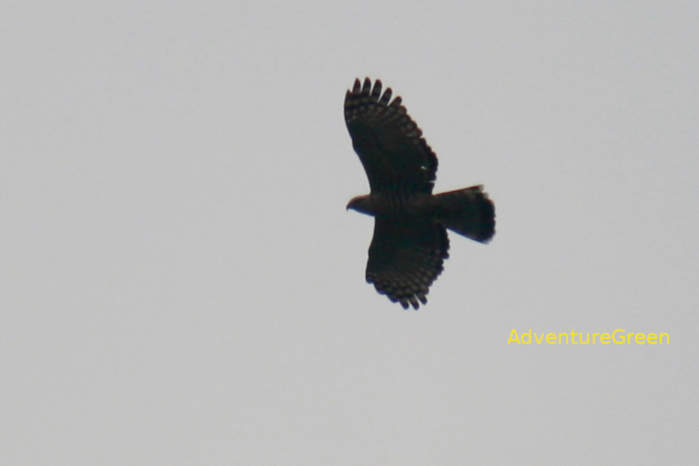 Crested Honey Buzzard in Vietnam
