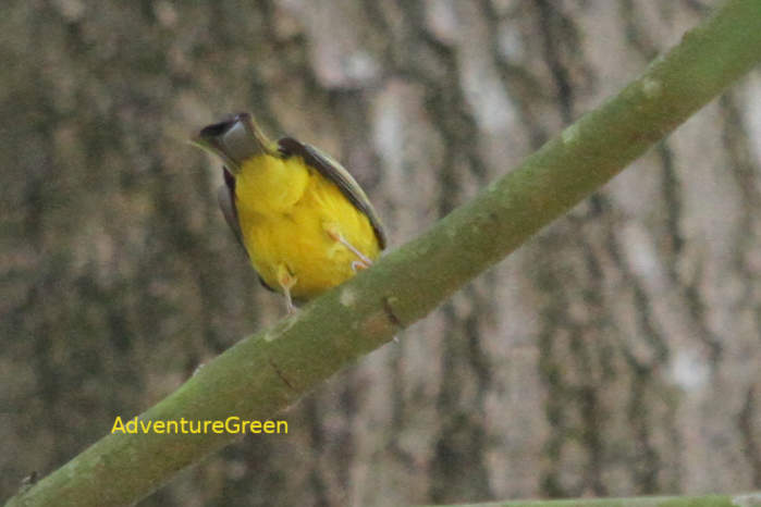 Gray-headed Canary-Flycatcher in Vietnam