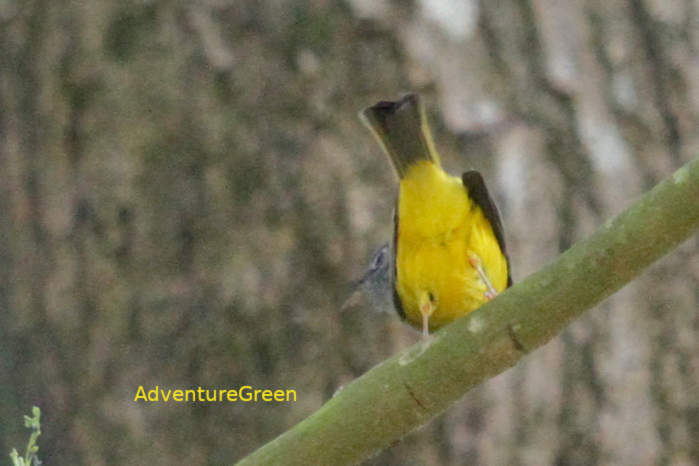 grey-headed canary flycatcher in Vietnam