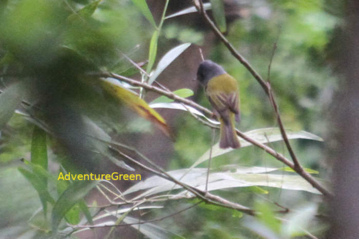 Grey-headed canary flycatcher in Vietnam
