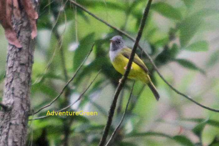 grey-headed canary flycatcher in Vietnam