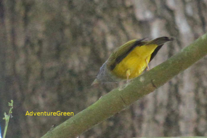 Gray-headed Canary-Flycatcher in Vietnam