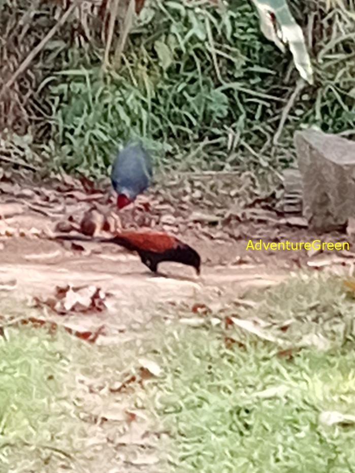 Greater Coucal