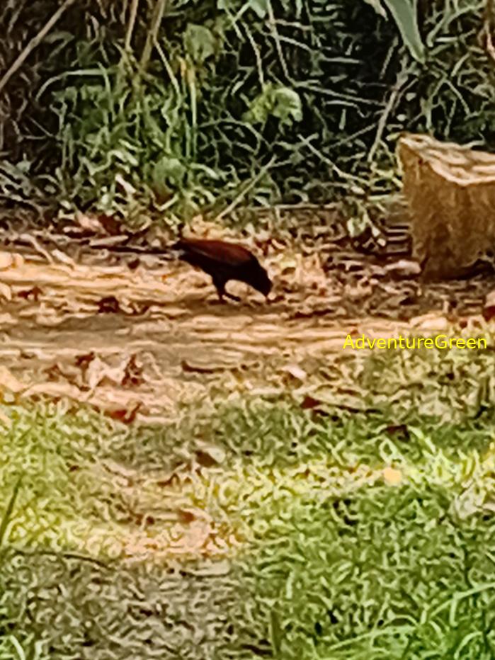 Greater Coucal