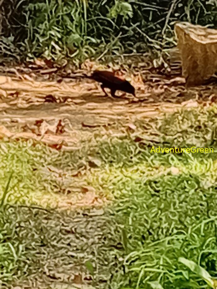Greater Coucal