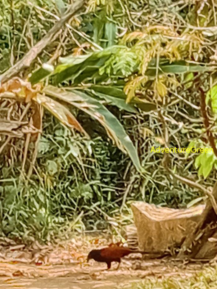 Greater Coucal