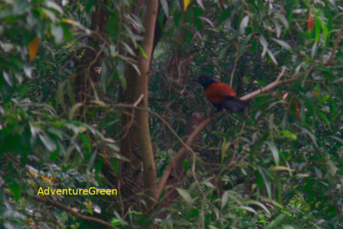 Greater Coucal