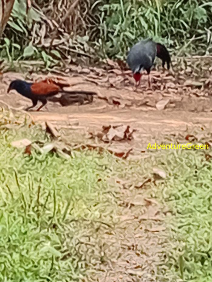 Greater Coucal