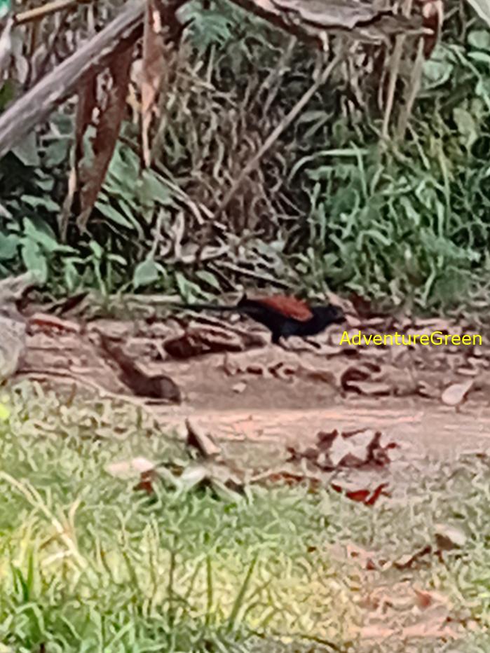 Greater Coucal
