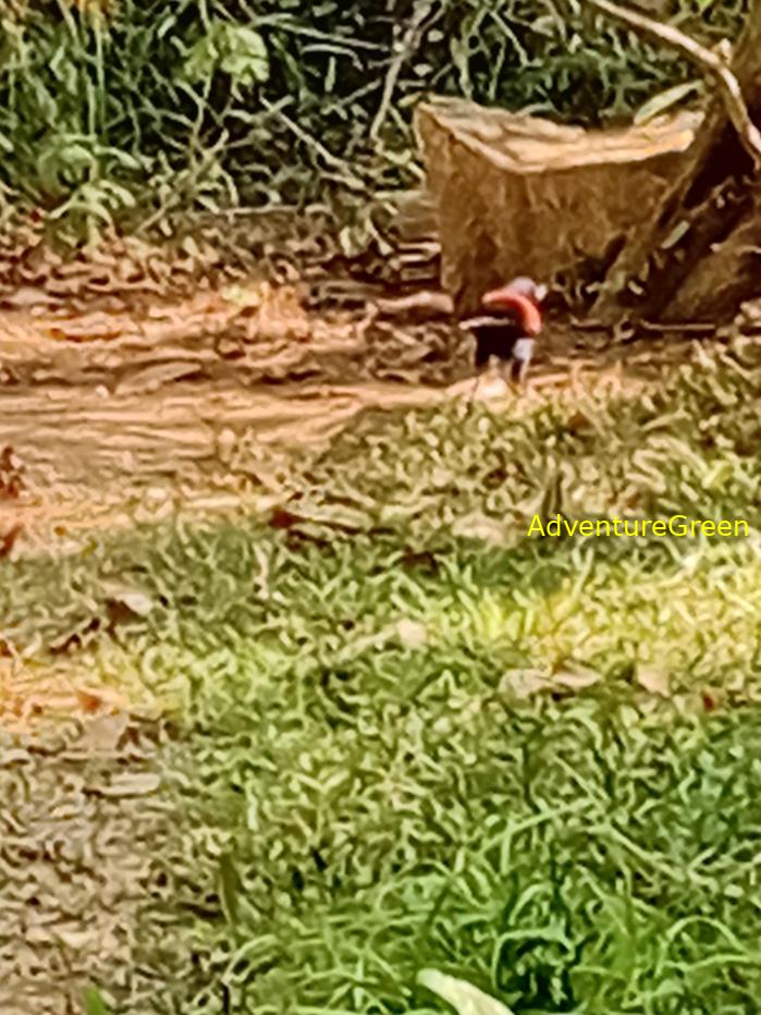 Greater Coucal