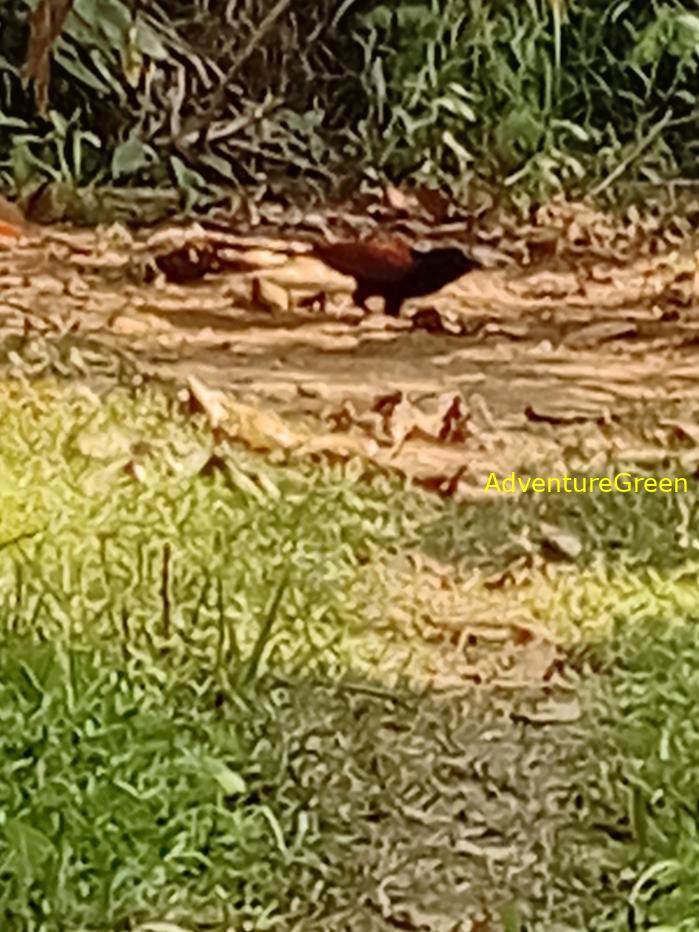 Greater Coucal
