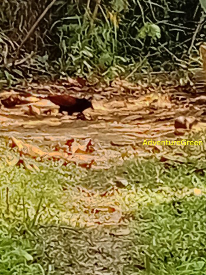 Greater Coucal