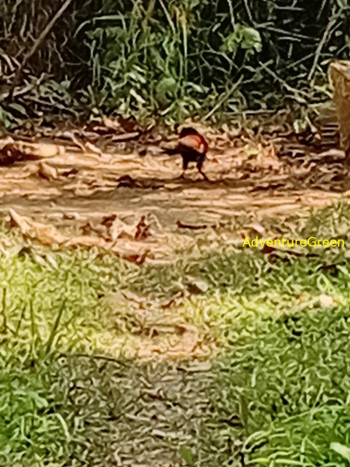 Greater Coucal