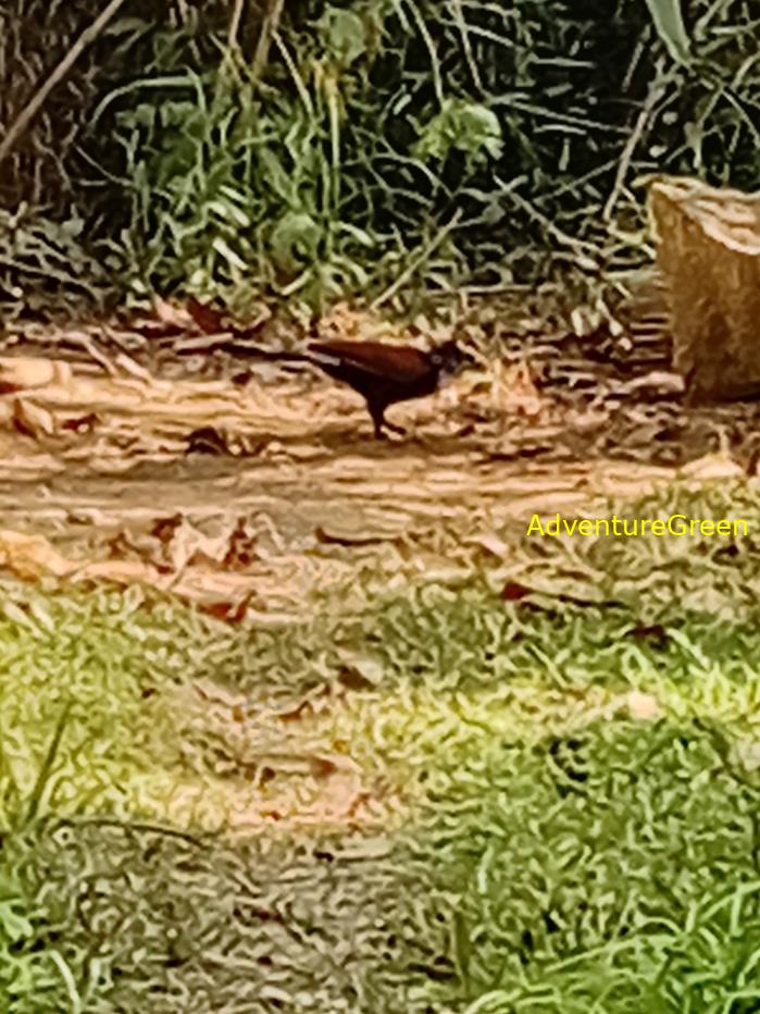 Greater Coucal