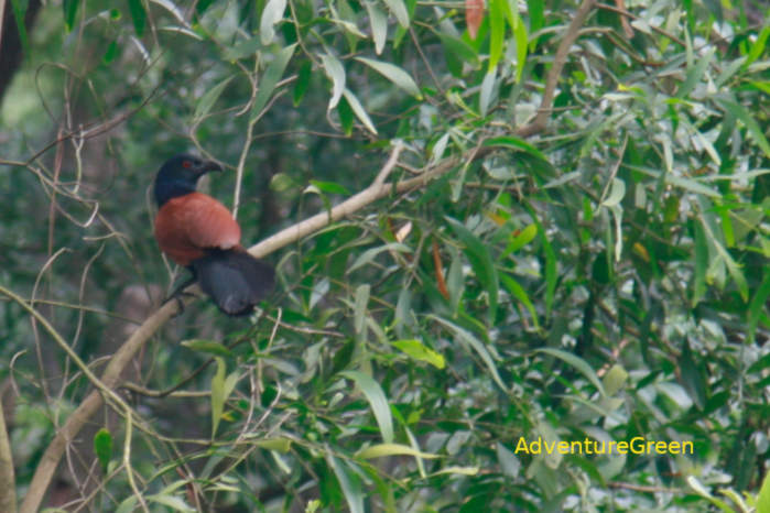 Greater Coucal at Cat Tien National Park