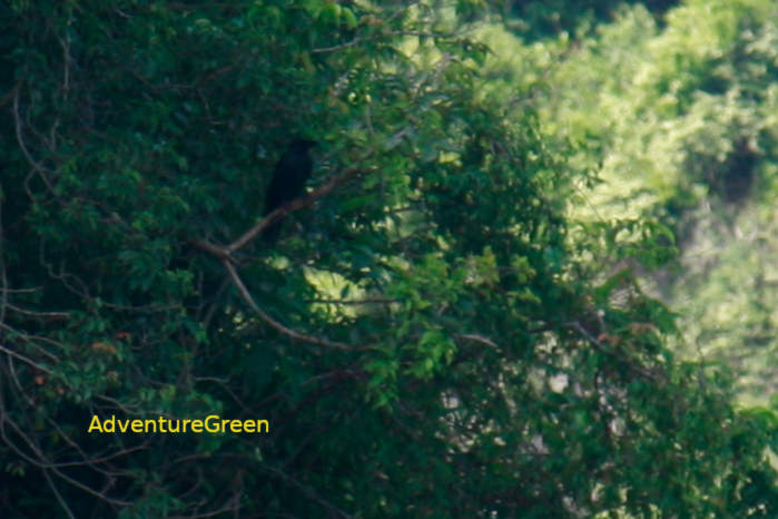 Large-billed crow in Vietnam