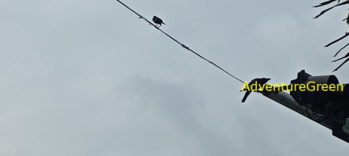 Large-billed crows in Saigon Ho Chi Minh City, Vietnam