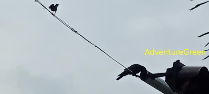 Large-billed crows in Saigon Ho Chi Minh City, Vietnam