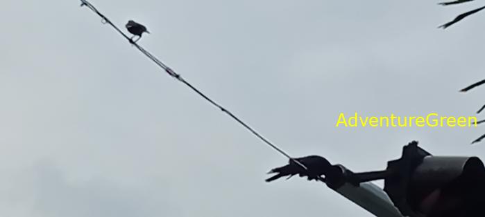 Large-billed crows in Saigon Ho Chi Minh City, Vietnam