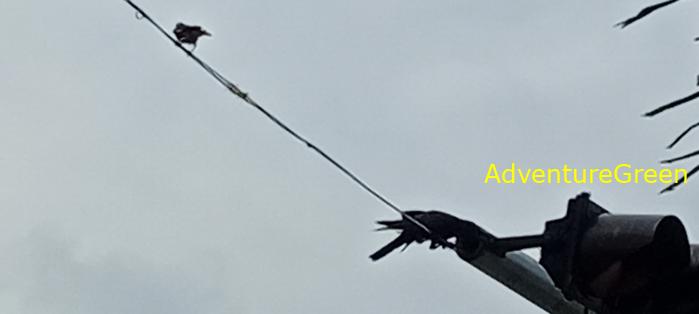 Large-billed crows in Saigon Ho Chi Minh City, Vietnam