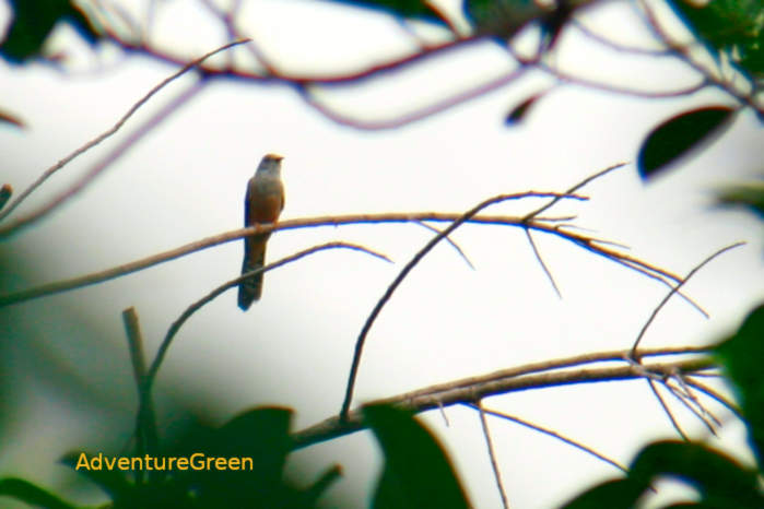 Plaintive Cuckoo in Vietnam