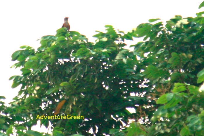 Plaintive Cuckoo in Vietnam