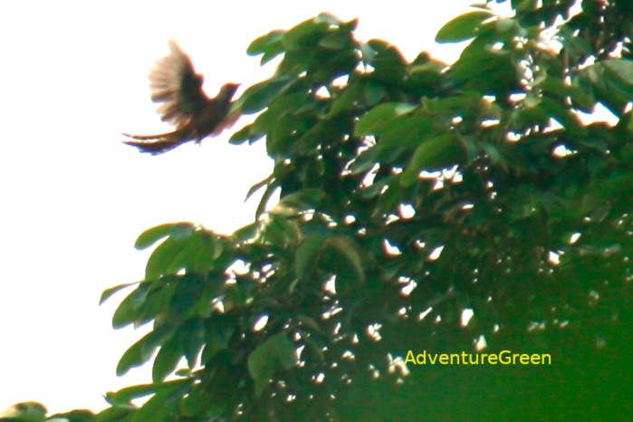 Plaintive Cuckoo in Vietnam