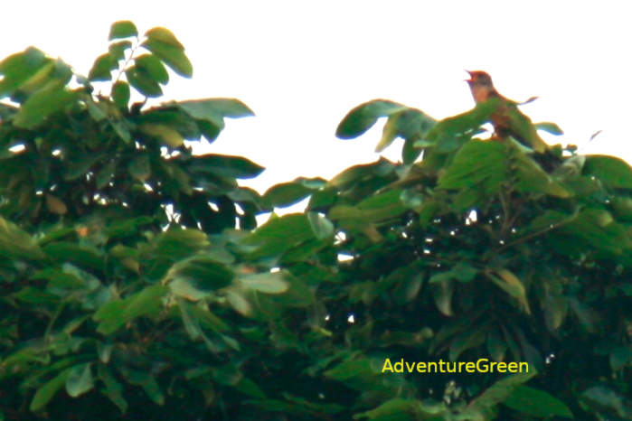 Plaintive Cuckoo in Vietnam