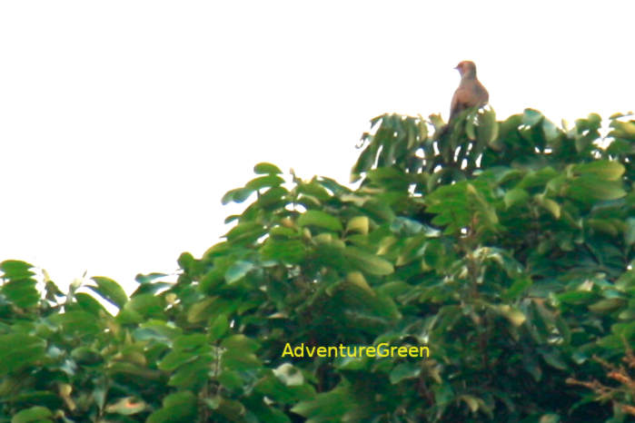 Plaintive Cuckoo in Vietnam