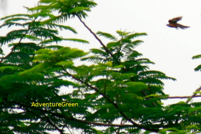 Plaintive Cuckoo in Vietnam