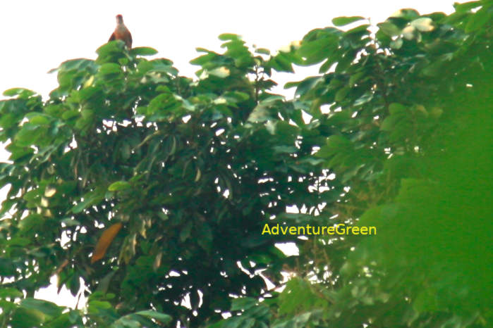 Plaintive cuckoo
