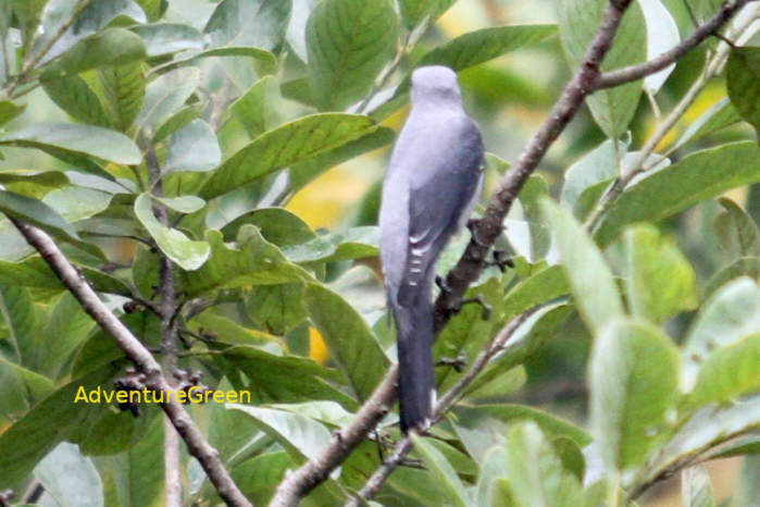 Black-winged cuckooshrike in Vietnam