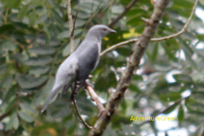 Black-winged cuckooshrike in Vietnam