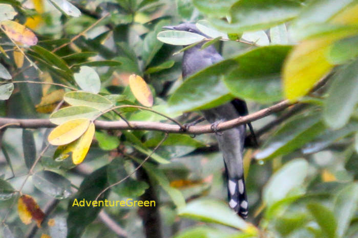 Black-winged cuckooshrike in Vietnam