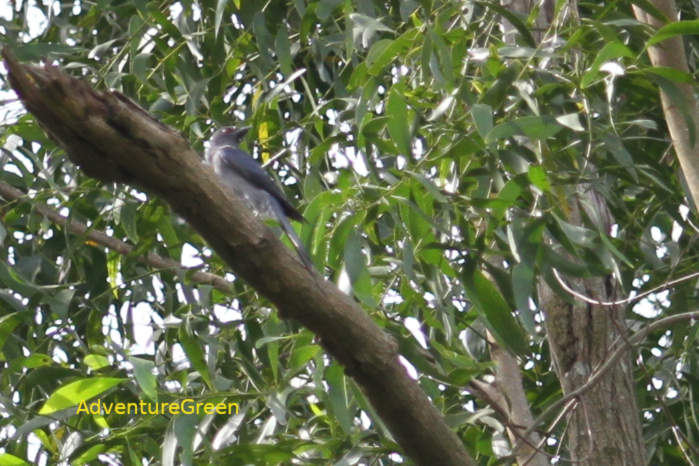 Black-winged cuckooshrike in Vietnam