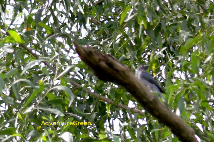 Black-winged cuckooshrike in Vietnam