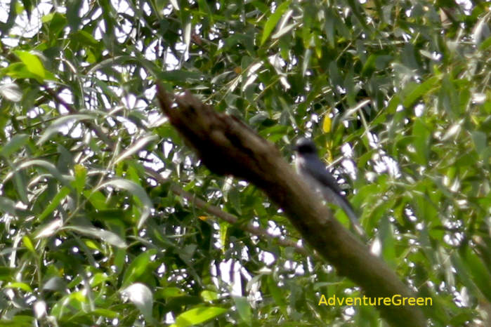 Black-winged cuckooshrike in Vietnam