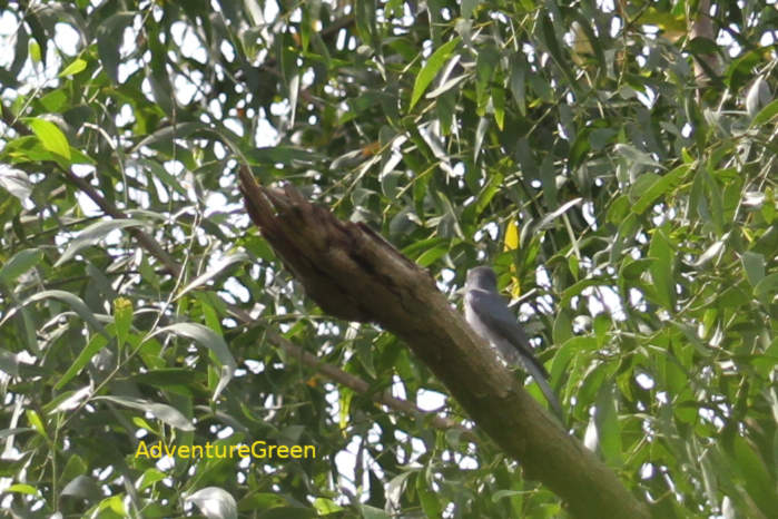 Black-winged cuckooshrike in Vietnam