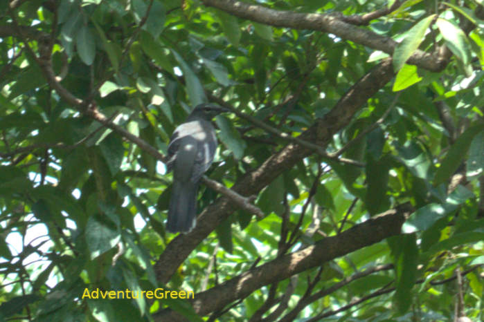 Black-Winged Cuckooshrike in Vietnam