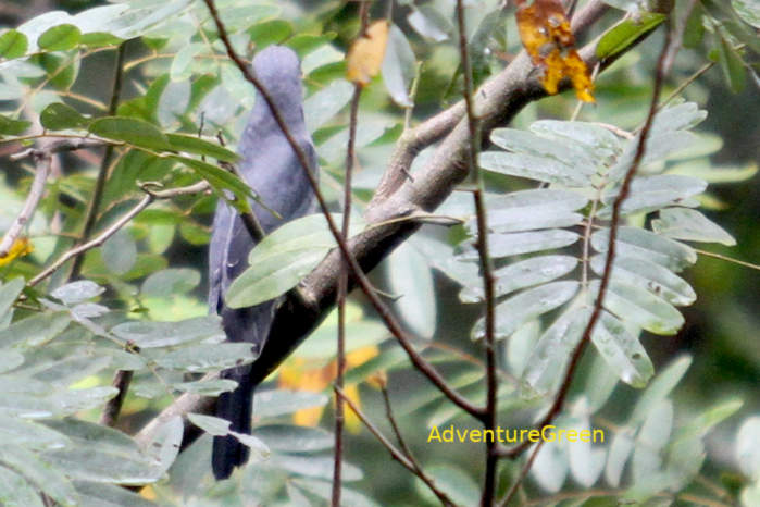 Black-winged cuckooshrike in Vietnam