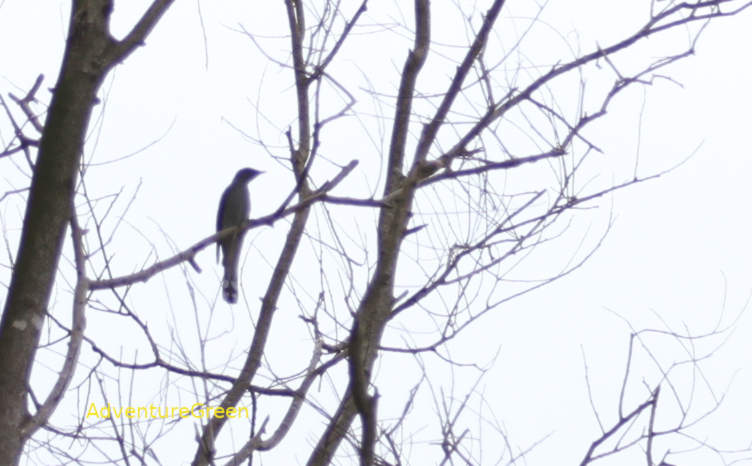 Black-winged cuckooshrike in Vietnam