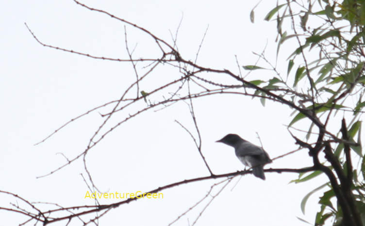 Indian cuckooshrike in Vietnam