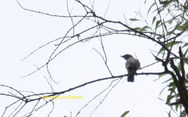Indian Cuckooshrike in Vietnam